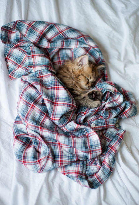 Фотографии самого милого котенка в мире Фотографии самого милого котенка в мире