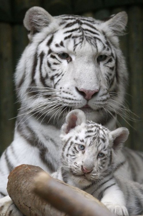 Три белых бенгальских тигренка