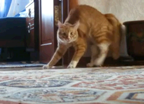 Реакция кота на объектив