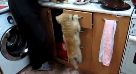 Кошки из спецназа