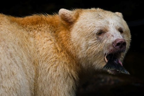 Медведь-призрак, обитающий в канадских лесах