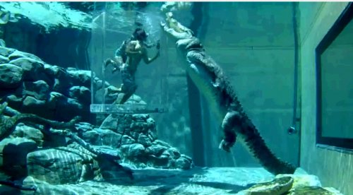 В аквариуме с крокодилом