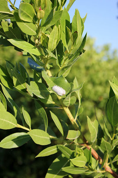 8 фотографий полупрозрачной гусеницы, похожей на драгоценный камень 8 фотографий полупрозрачной гусеницы, похожей на драгоценный камень