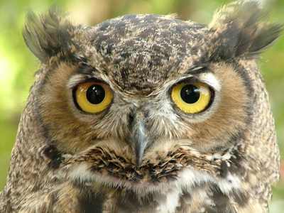 Десять удивительных фактов о животных