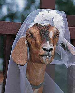 Топ-10: Самые сумасшедшие свадьбы Топ-10: Самые сумасшедшие свадьбы