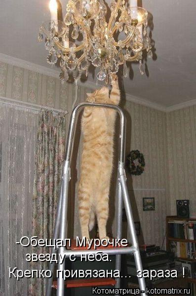 25 шикарных котоматриц 25 шикарных котоматриц