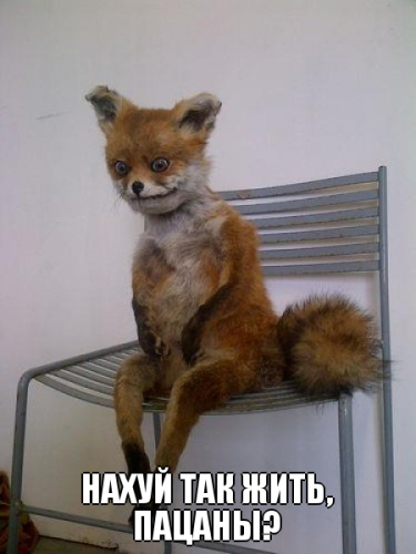 Чучело Сидящего Лиса - популярный мем Рунета Чучело Сидящего Лиса - популярный мем Рунета