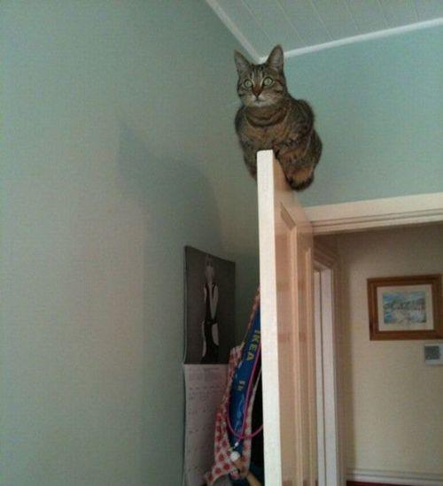 Картинки с приколами и юмором (60 шт)