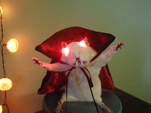 Крыса-вампир приходит на помощь Сидящей лисе