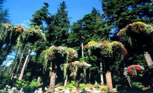 Деревья, растущие вверх тормашками в ботаническом саду Глэйшер Гарденс на Аляске