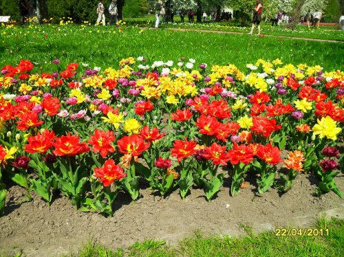 Тюльпаны в Берлине: парк Бритц
