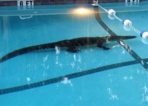 Порция прикольных картинок (43 шт)