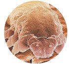 19 Удивительных фактов о теле человека 19 Удивительных фактов о теле человека