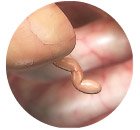 19 Удивительных фактов о теле человека 19 Удивительных фактов о теле человека