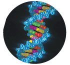 19 Удивительных фактов о теле человека 19 Удивительных фактов о теле человека