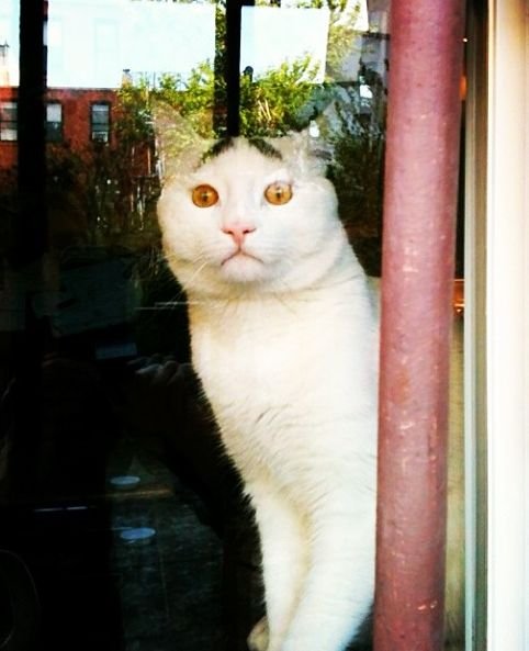 Котятко с бровками (30 фото) Котятко с бровками (30 фото)