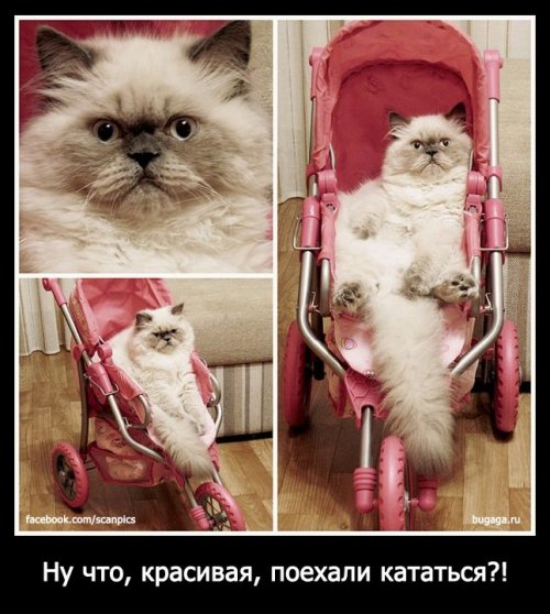 http://www.bugaga.ru/uploads/posts/2013-01/thumbs/1358755191_noveyshie-5.jpg