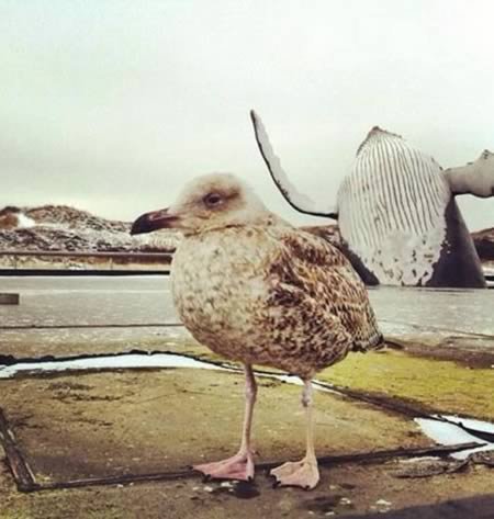 12 Лучших фотобомб с участием животных