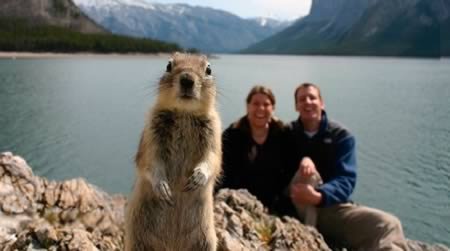 12 Лучших фотобомб с участием животных