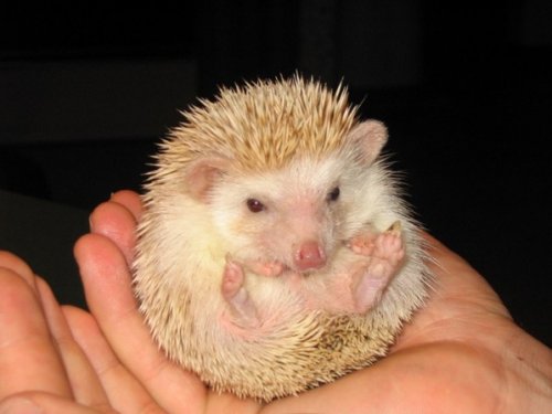 10 Удивительных животных-мутантов