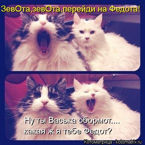 Новые смешные котоматрицы (36 шт) Новые смешные котоматрицы (36 шт)