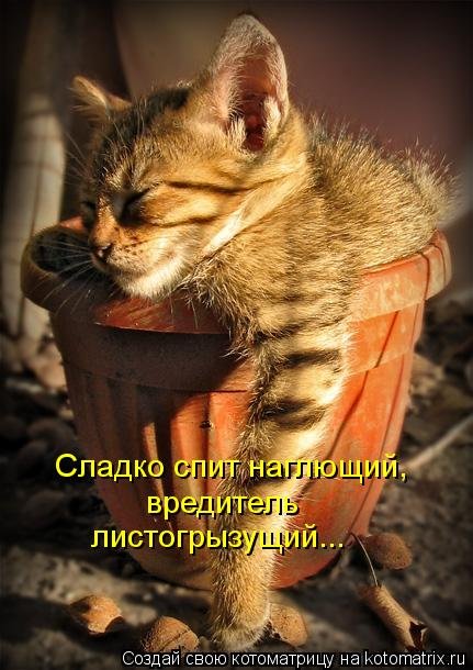 Новые смешные котоматрицы (36 шт) Новые смешные котоматрицы (36 шт)