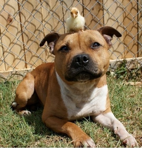 Контрольный выстрел позитивом (5 фото) Контрольный выстрел позитивом (5 фото)