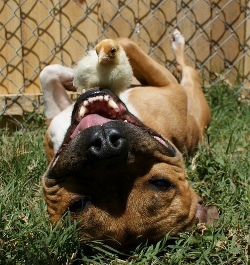 Контрольный выстрел позитивом (5 фото) Контрольный выстрел позитивом (5 фото)