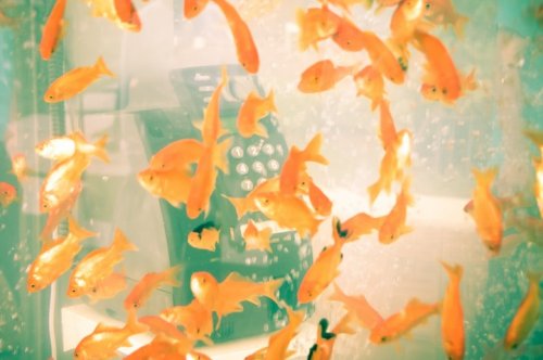 Золотые рыбки в телефонных будках в Японии (9 фото)