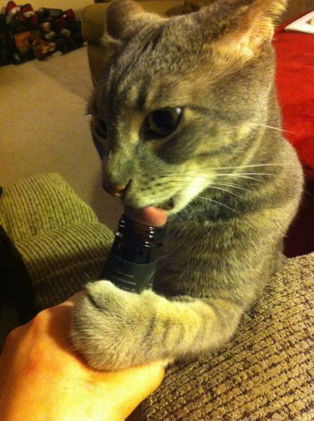 Картинки приколы (59 шт) Картинки приколы (59 шт)