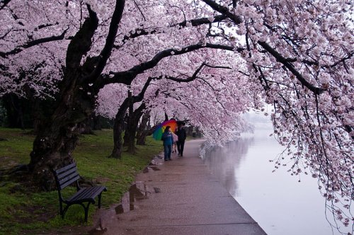 Восхитительные фотографии цветущей сакуры (18 фото)