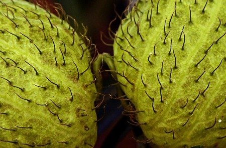 7 Эволюционных теорий на тему секса 7 Эволюционных теорий на тему секса