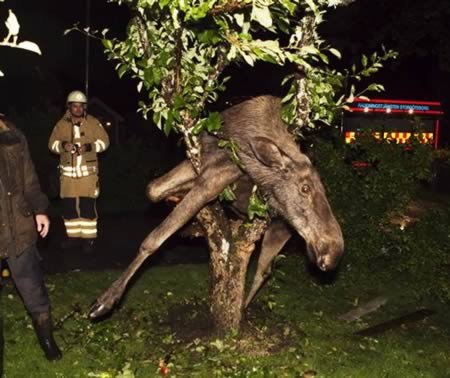 8 Постыдных фотографий людей, которые застряли 8 Постыдных фотографий людей, которые застряли