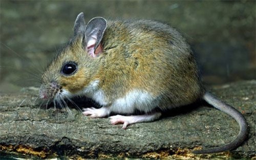 10 Смертельно опасных или агрессивных животных, о которых вы не подозревали