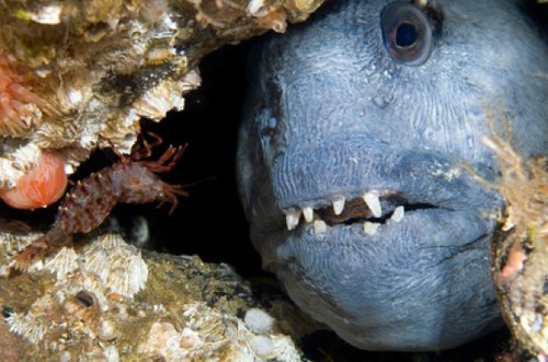 10 Смертельно опасных или агрессивных животных, о которых вы не подозревали