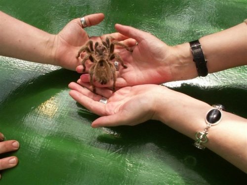 10 Смертельно опасных или агрессивных животных, о которых вы не подозревали