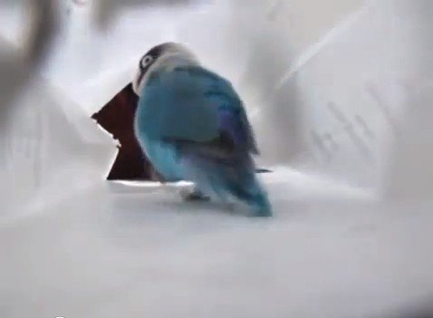 Бешеные танцы