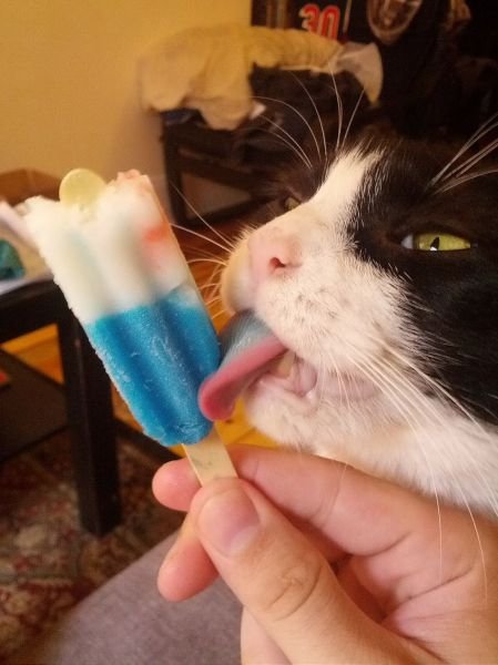 Животные-милашки и очаровашки (32 фото) Животные-милашки и очаровашки (32 фото)