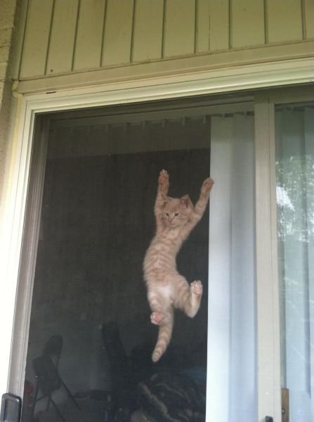 Животные-милашки и очаровашки (32 фото) Животные-милашки и очаровашки (32 фото)