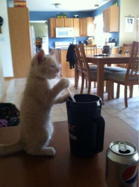 Животные-милашки и очаровашки (32 фото) Животные-милашки и очаровашки (32 фото)