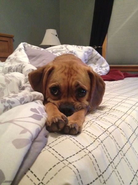 Животные-милашки и очаровашки (32 фото) Животные-милашки и очаровашки (32 фото)