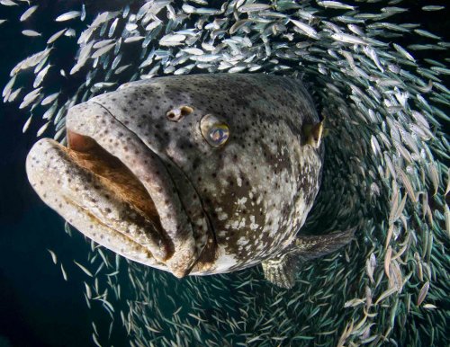 Победители конкурса подводной фотографии в Майами (13 шт)