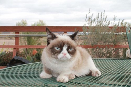 Про Grumpy Cat напишут книгу и снимут фильм (5 фото)