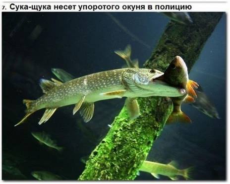 Приколов много не бывает: картинки и фото (46 шт) Приколов много не бывает: картинки и фото (46 шт)