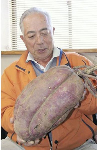 Растения-мутанты с Фукусимы (26 фото) Растения-мутанты с Фукусимы (26 фото)