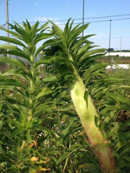 Растения-мутанты с Фукусимы (26 фото) Растения-мутанты с Фукусимы (26 фото)