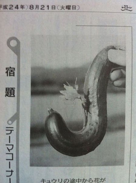 Растения-мутанты с Фукусимы (26 фото) Растения-мутанты с Фукусимы (26 фото)