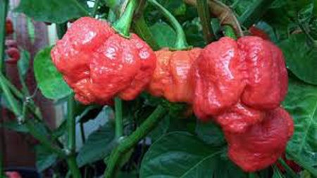 9 Экстремальных видов пищи 9 Экстремальных видов пищи