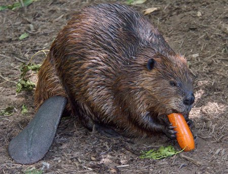 10 Сумасшедших методов контрацепции 10 Сумасшедших методов контрацепции