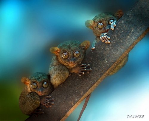 Очаровательные трио из животного мира (33 фото)